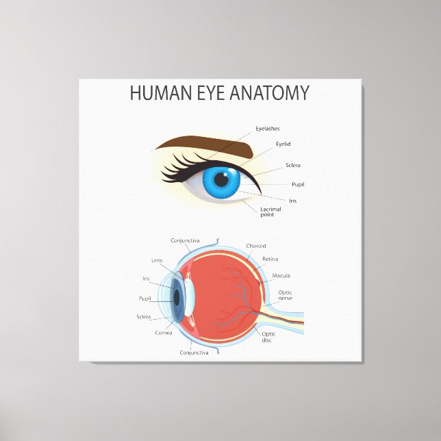 Lienzo Anatomía de ojos humanos (Anverso)