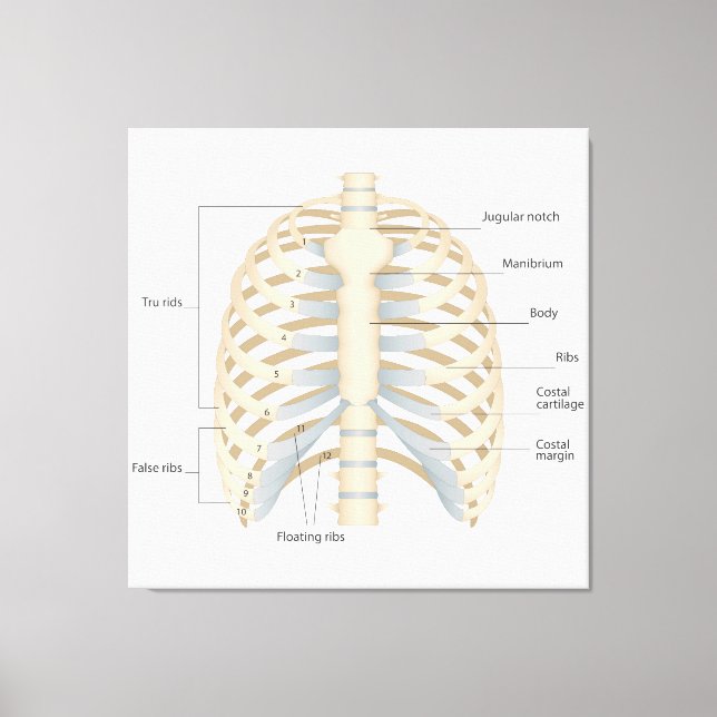 Lienzo Anatomía de pecho humana (Anverso)