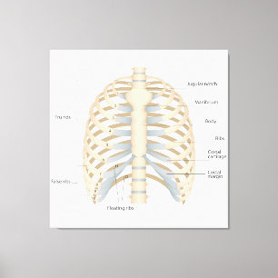 Lienzo Anatomía de pecho humana