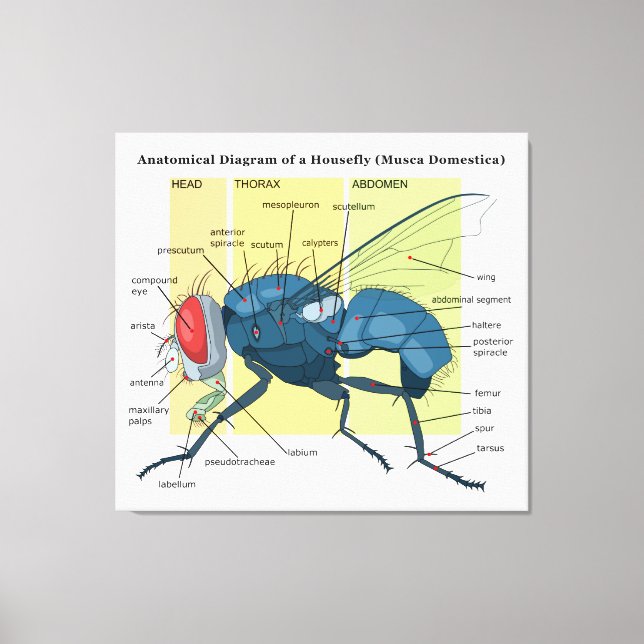 Lienzo Anatomía de un diagrama de mosca mosca domestica (Anverso)