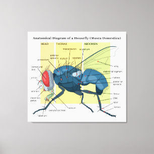 Lienzo Anatomía de un Musca Domestica del diagrama de la
