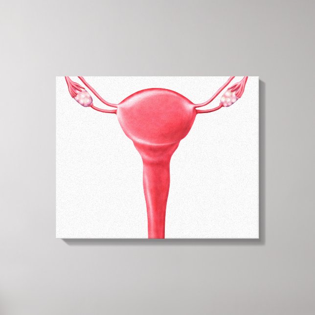 Lienzo Anatomía De Utero Femenino 2 (Anverso)