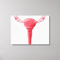 Anatomía De Utero Femenino 2