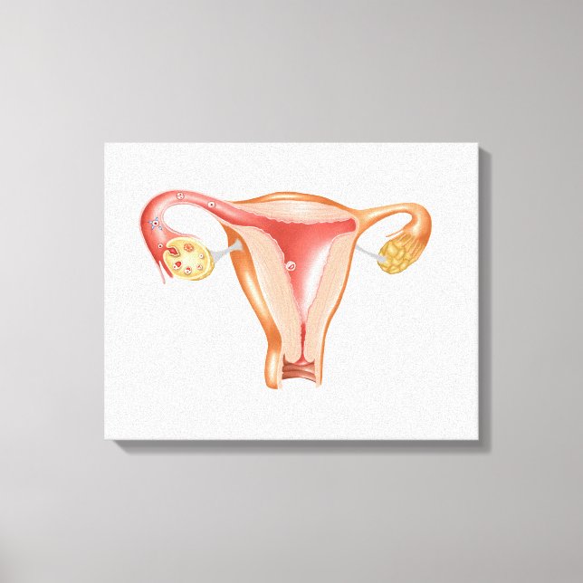 Lienzo Anatomía De Uterus Femenino 1 (Anverso)