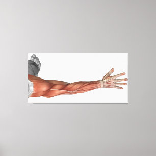 Lienzo Anatomía del brazo humano, visión posterior del