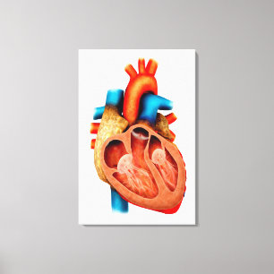 Lienzo Anatomía Del Corazón Humano, Sección Cruzada