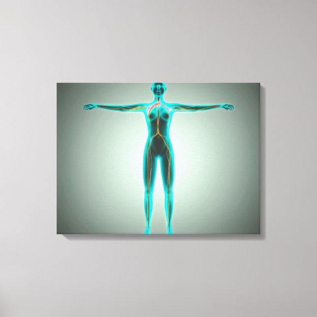 Lienzo Anatomía Del Cuerpo Femenino Con Arterias Y Venas (Anverso)