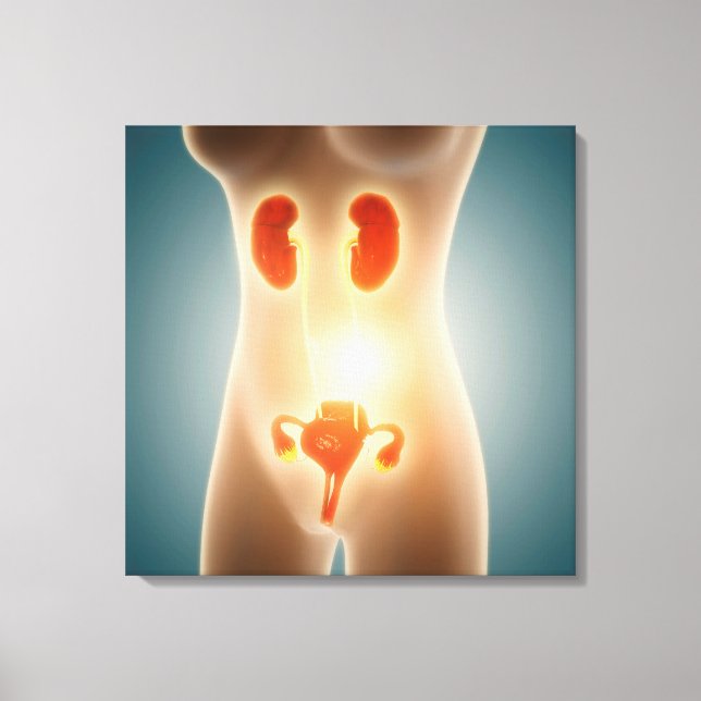 Lienzo Anatomía Del Cuerpo Femenino Con Órganos Reproduct (Anverso)
