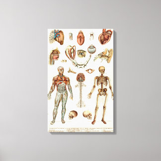 Lienzo Anatomía del cuerpo humano