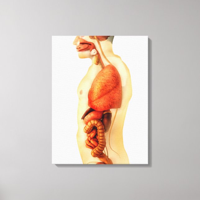 Lienzo Anatomía Del Cuerpo Humano Mostrando Órganos Enter (Anverso)