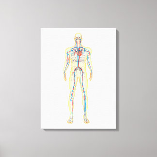 Lienzo Anatomía Del Cuerpo Humano Y Sistema Circulatorio