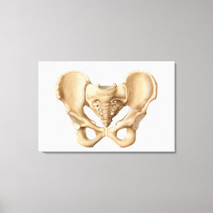 Lienzo Anatomía Del Hueso Pélvico Humano 1