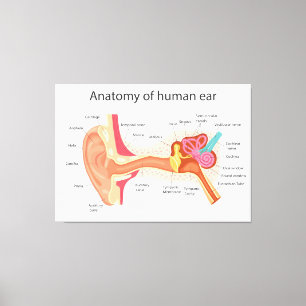 Lienzo Anatomía del oído humano