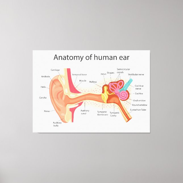 Lienzo Anatomía del oído humano (Anverso)
