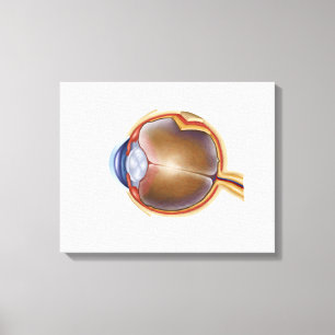 Lienzo Anatomía del ojo humano