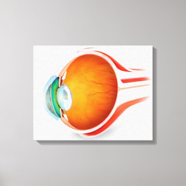Lienzo Anatomía Del Ojo Humano, Perspectiva (Anverso)