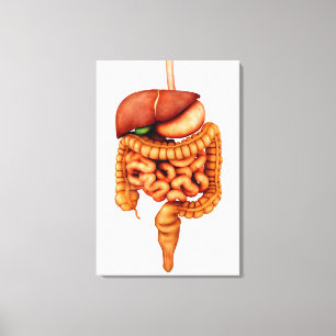 Lienzo Anatomía Del Sistema Digestivo Humano, Vista front