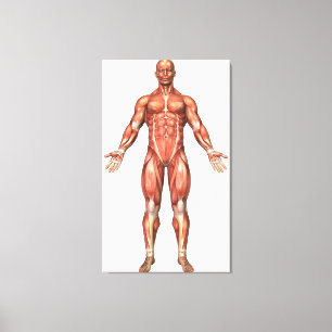 Lienzo Anatomía del sistema muscular masculino, vista