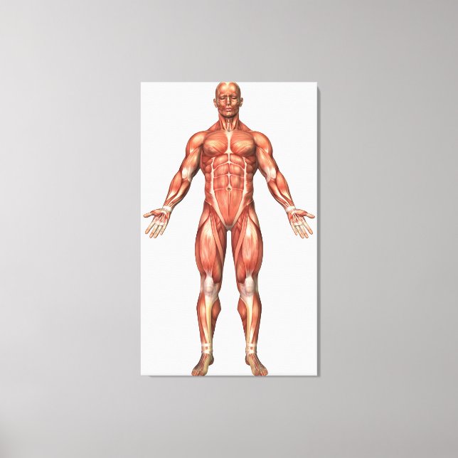 Lienzo Anatomía Del Sistema Muscular Masculino, Vista fro (Anverso)