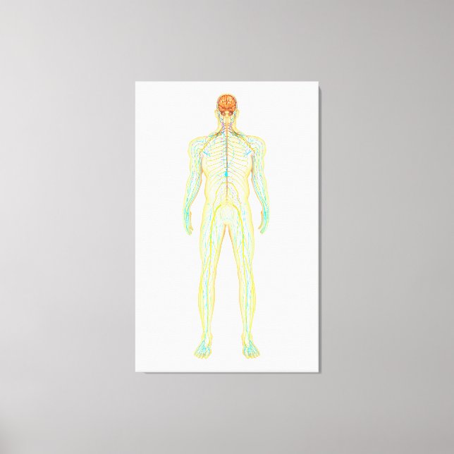 Lienzo Anatomía Del Sistema Nervioso Y Linfático Humano (Anverso)