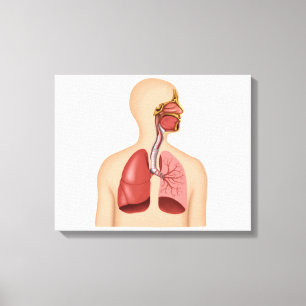 Lienzo Anatomía Del Sistema Respiratorio Humano