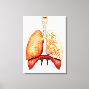 Lienzo Anatomía del sistema respiratorio humano, vista