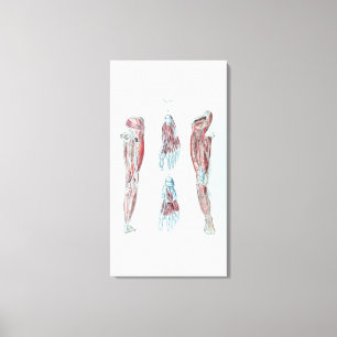 Lienzo Anatomía del vintage de piernas y de pies humanos