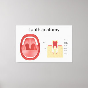 Lienzo Anatomía dental