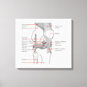 Lienzo Anatomía Diagrama articulación de rodilla derecha