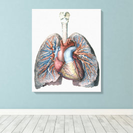 Lienzo Anatomía Humana Antigua Pulmones Corazón Órganos S