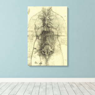 Lienzo Anatomía Humana de Leonardo da Vinci, Torso Femeni