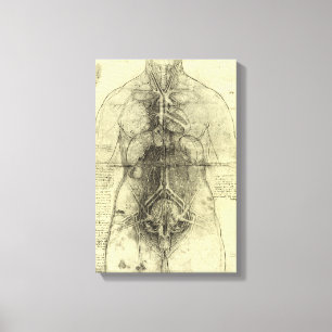 Lienzo Anatomía Humana de Leonardo da Vinci, Torso Femeni