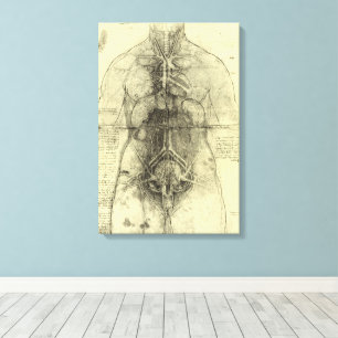 Lienzo Anatomía Humana de Leonardo da Vinci, Torso Femeni