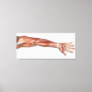 Lienzo Anatomía Muscular Del Brazo Humano, Vista Anterior