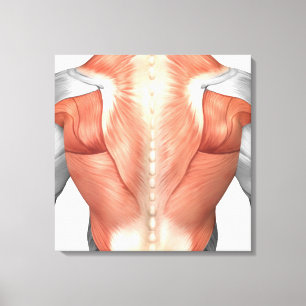 Lienzo Anatomía Muscular Masculina Del Espalda Humana 1