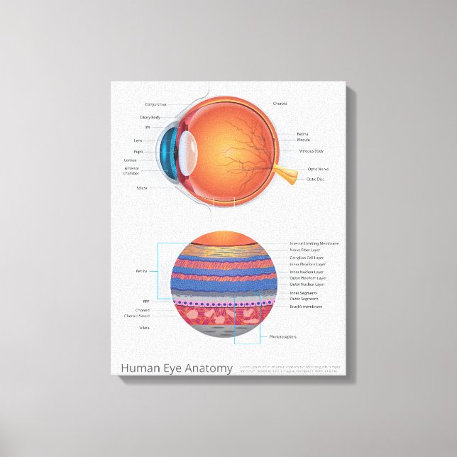 Lienzo Anatomía ocular humana (Anverso)