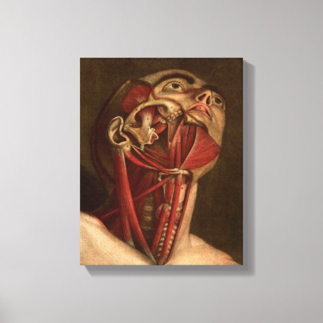 Lienzo Anatomía vintage | Cabeza y Cuello (Anverso)