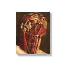Anatomía vintage | Cabeza y Cuello
