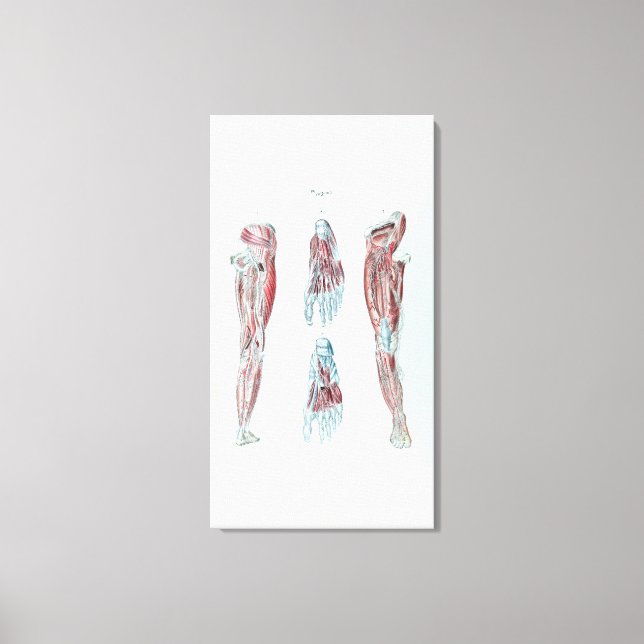 Lienzo Anatomía vintage de piernas y pies humanos (Anverso)
