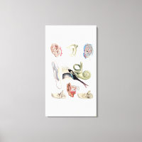 Anatomía vintage del oído humano