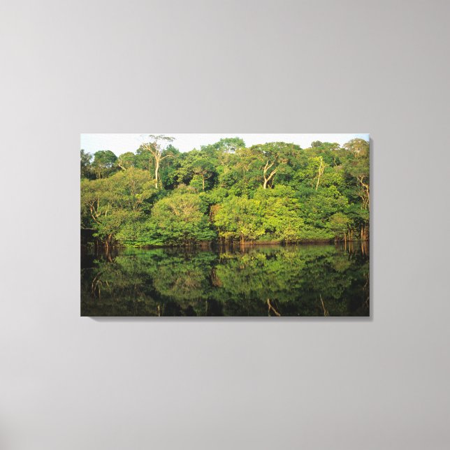 Lienzo Anavilhanas, Amazonas, Brasil. Río de selva tropic (Anverso)