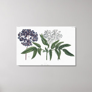 Lienzo Anciano, hig. 13 de 'The Young Landsman', publicad