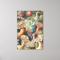 Anémonas de mar, Actiniae Seeanemonen Ernst Haecke