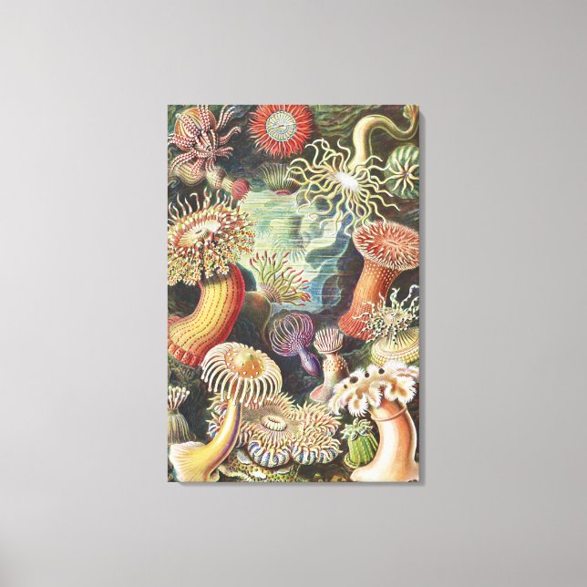 Lienzo Anémonas de mar, Actiniae Seeanemonen Ernst Haecke (Anverso)