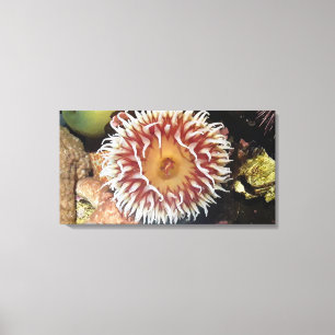 Lienzo Anemone marino