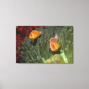 Lienzo Anemonefish rosado en anémona de mar de