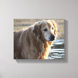Lienzo Ángel de oro (golden retriever)