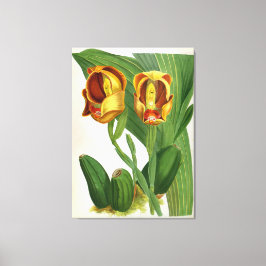 Lienzo Anguloa Ruckerii Sanguine Lindenia Orquid