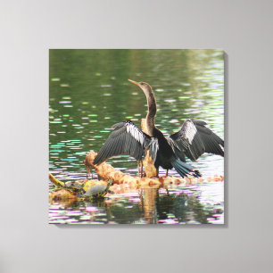 Lienzo Anhinga Bird Canvas Print