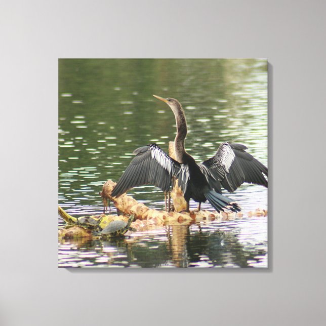 Lienzo Anhinga Bird Canvas Print (Anverso)